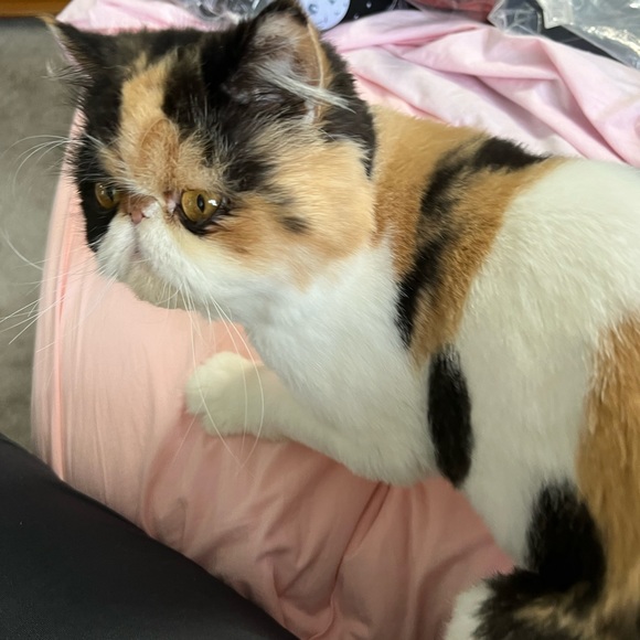 Meet your Posher, Joy-Posh Ambassador - Picture 6 of 7